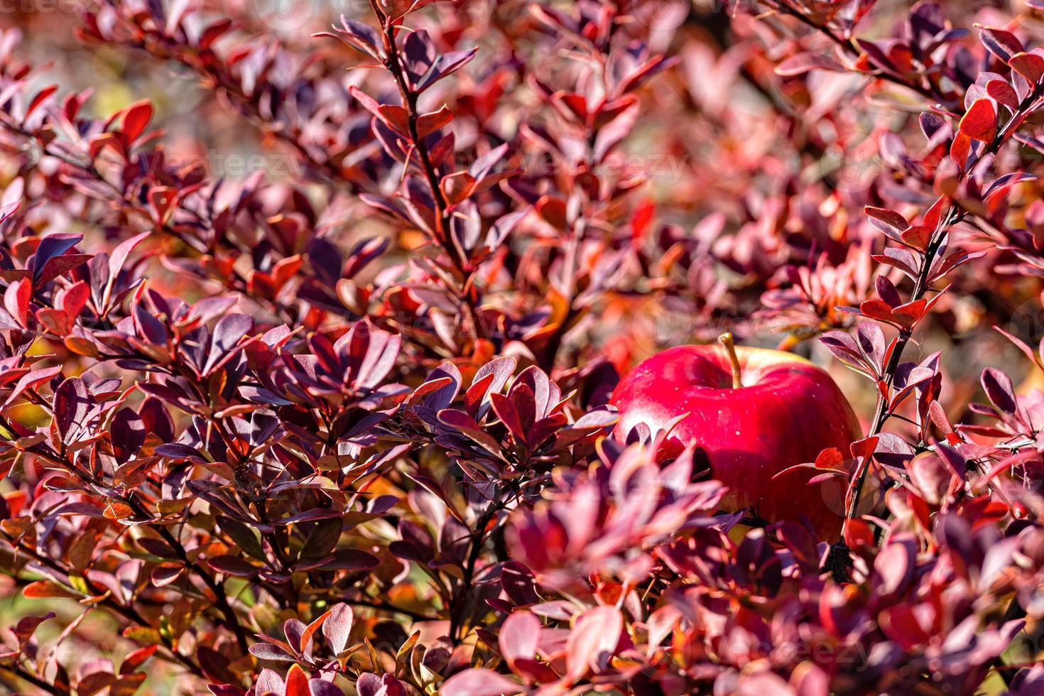 mela rossa nei rami del cespuglio. messa a fuoco selettiva. concetto di autunno - immagine foto