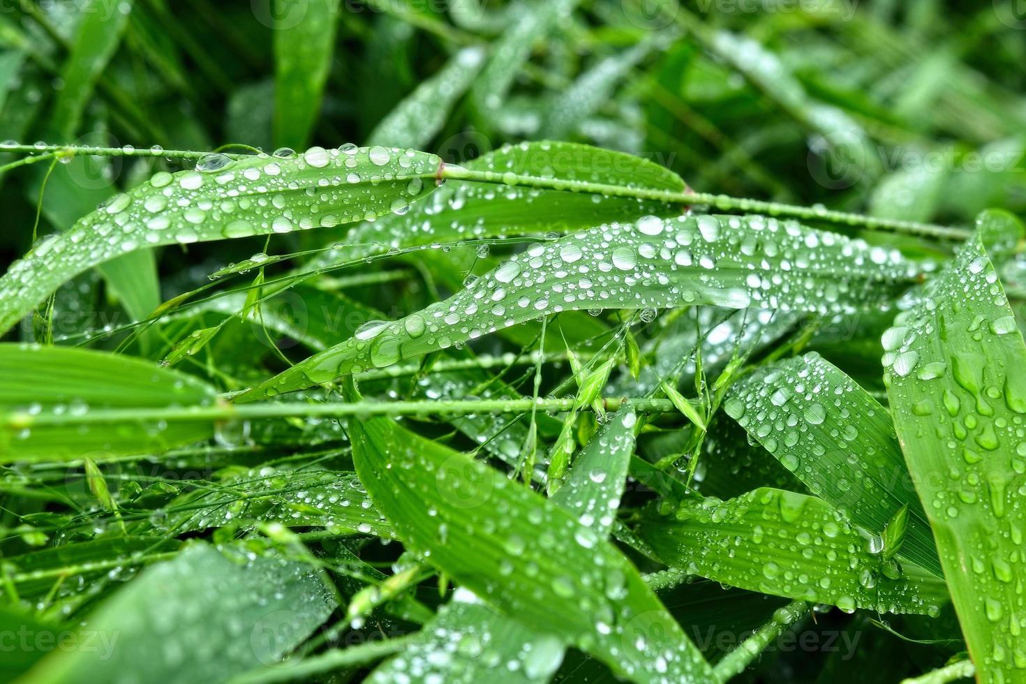 messa a fuoco selettiva. Immagine. primo piano del fogliame verde fresco con gocce d'acqua dopo la pioggia - immagine foto