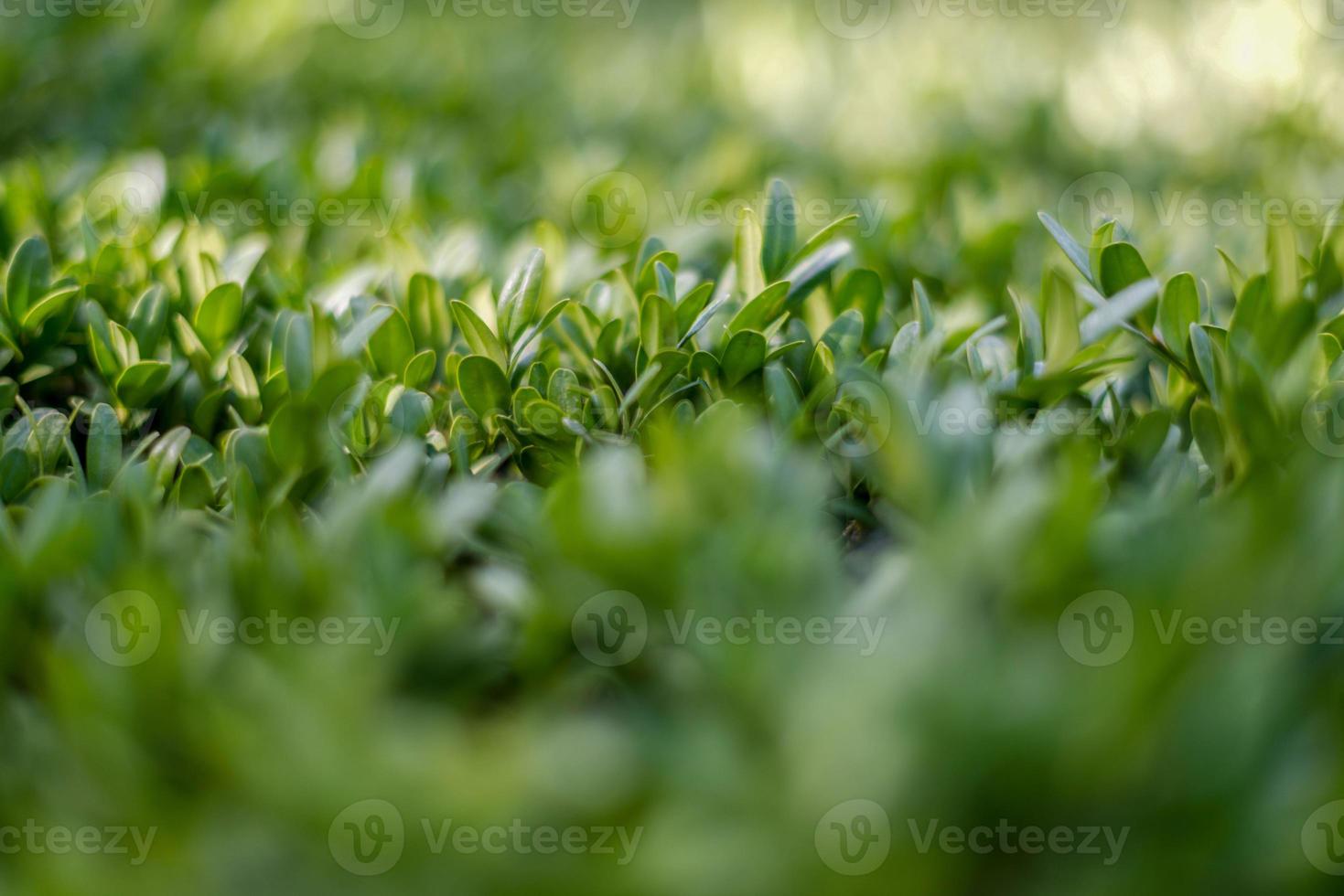 fotografia ravvicinata di arbusti decorativi. foto