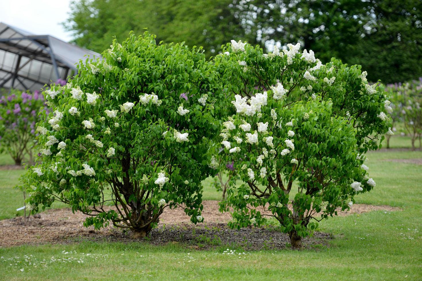 fiori bianchi in giardino foto