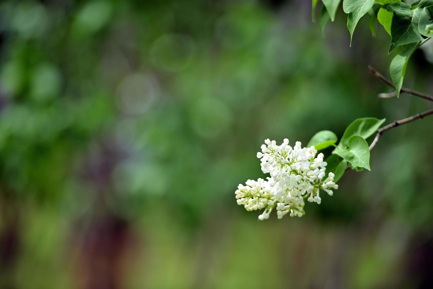 fiori bianchi in giardino foto