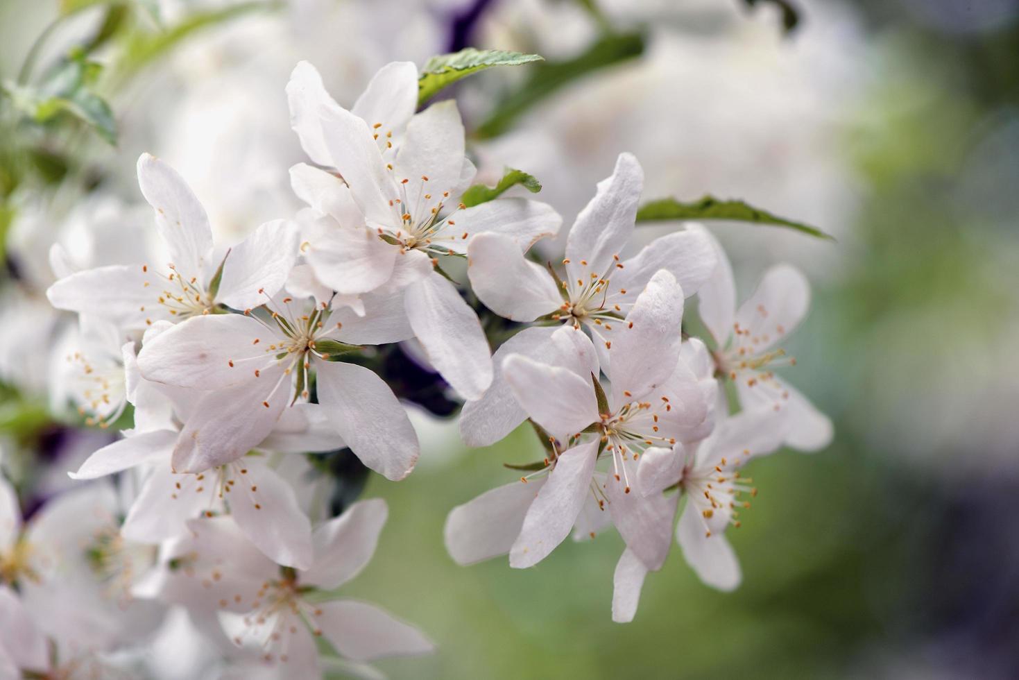 bellissimi fiori bianchi in giardino foto