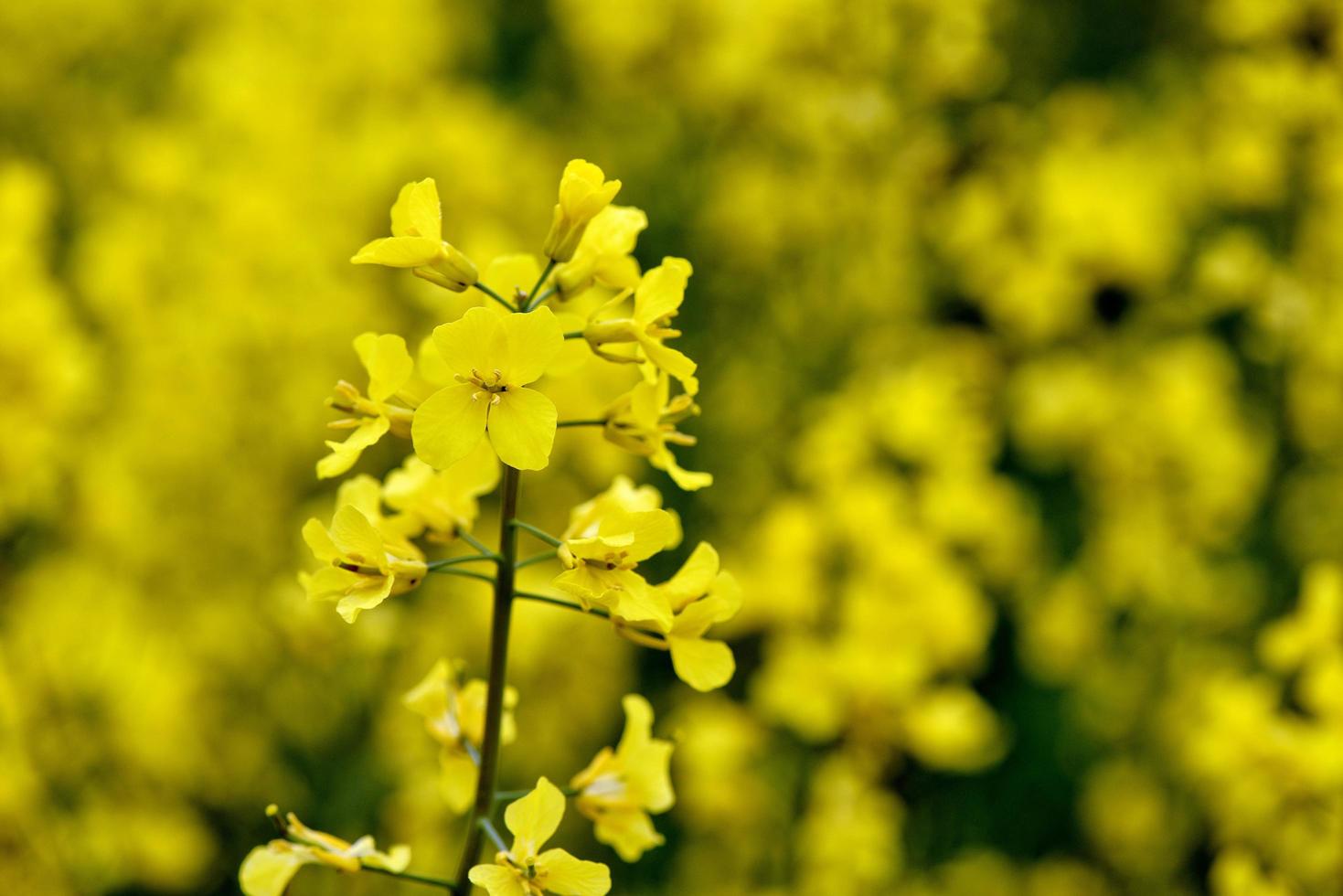 bellissimi fiori gialli, campo di colza in fiore foto