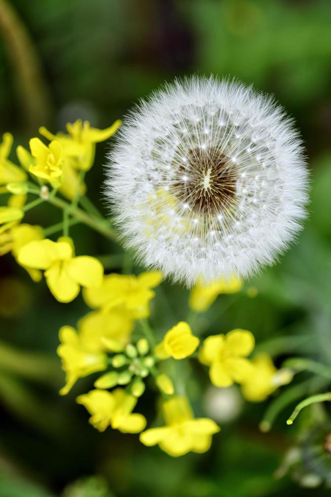 dente di leone sul campo foto