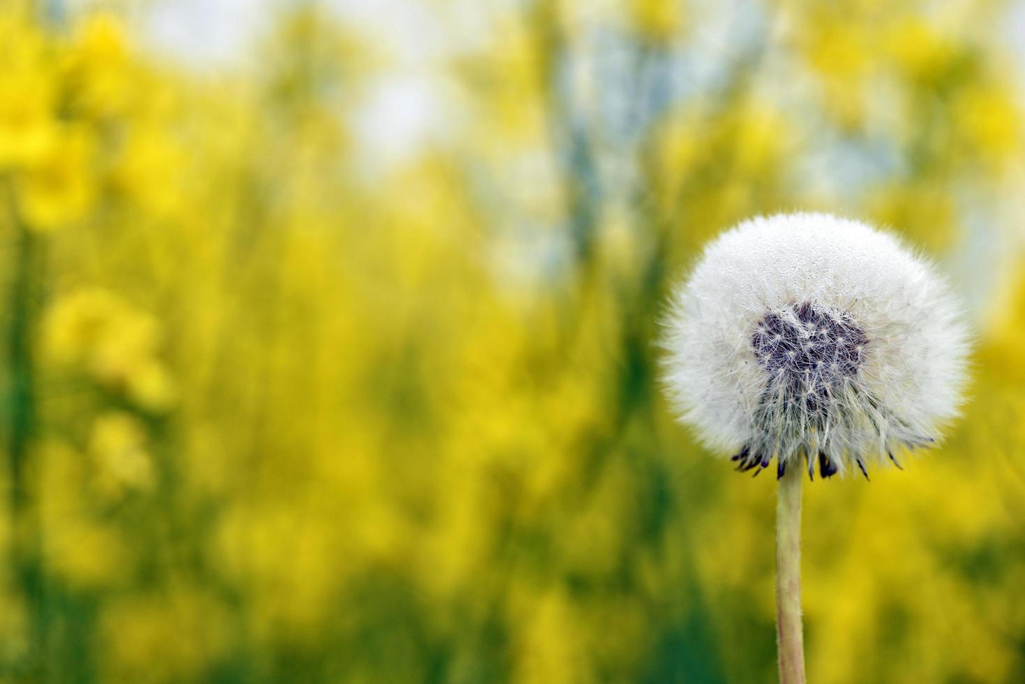 dente di leone sul campo foto