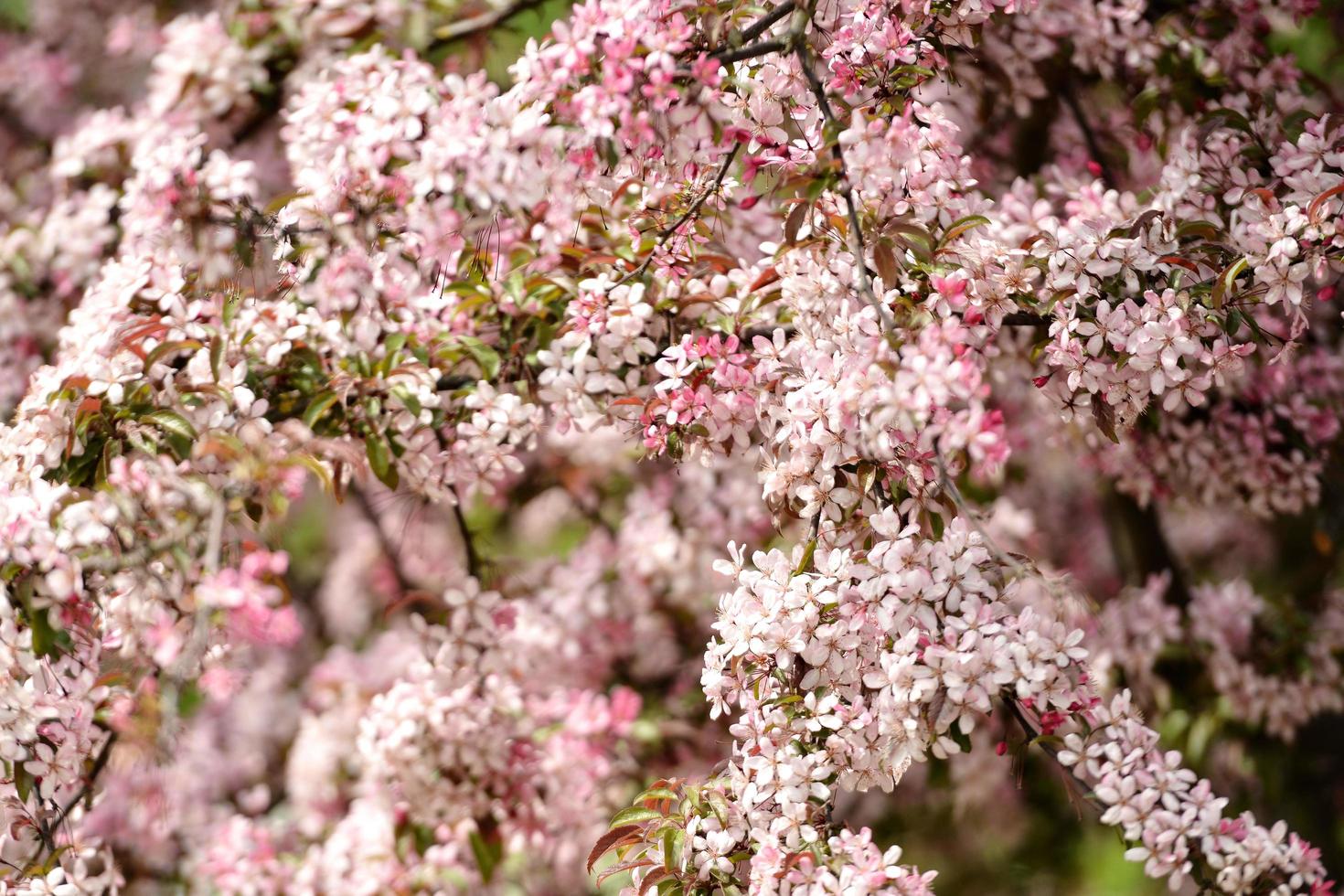 bellissimi fiori rosa che sbocciano foto