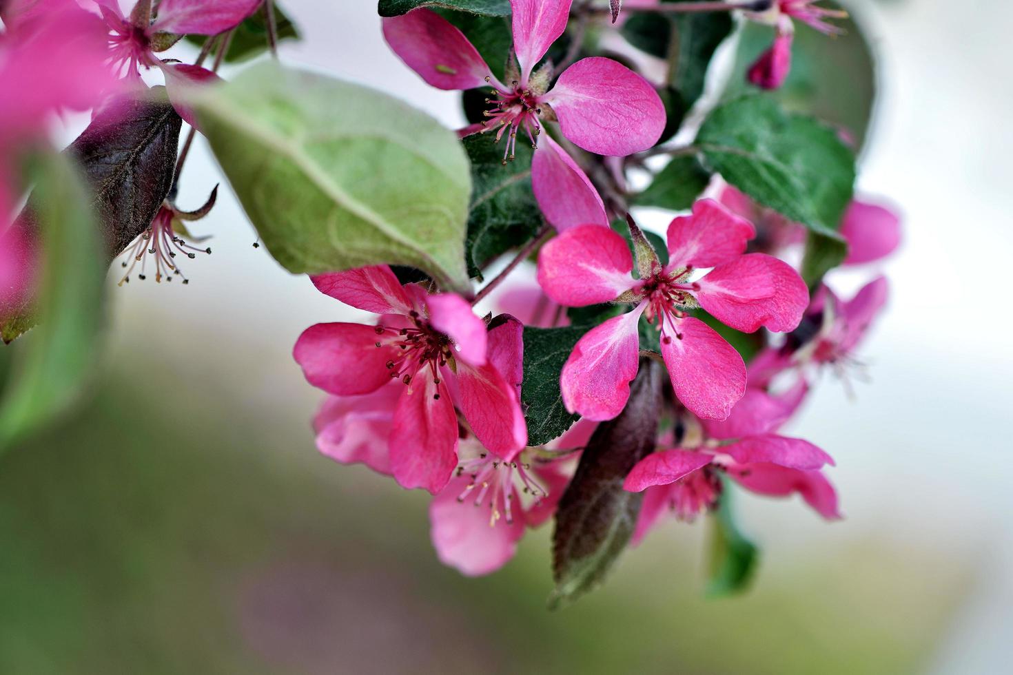 bellissimi fiori di mela che sbocciano foto