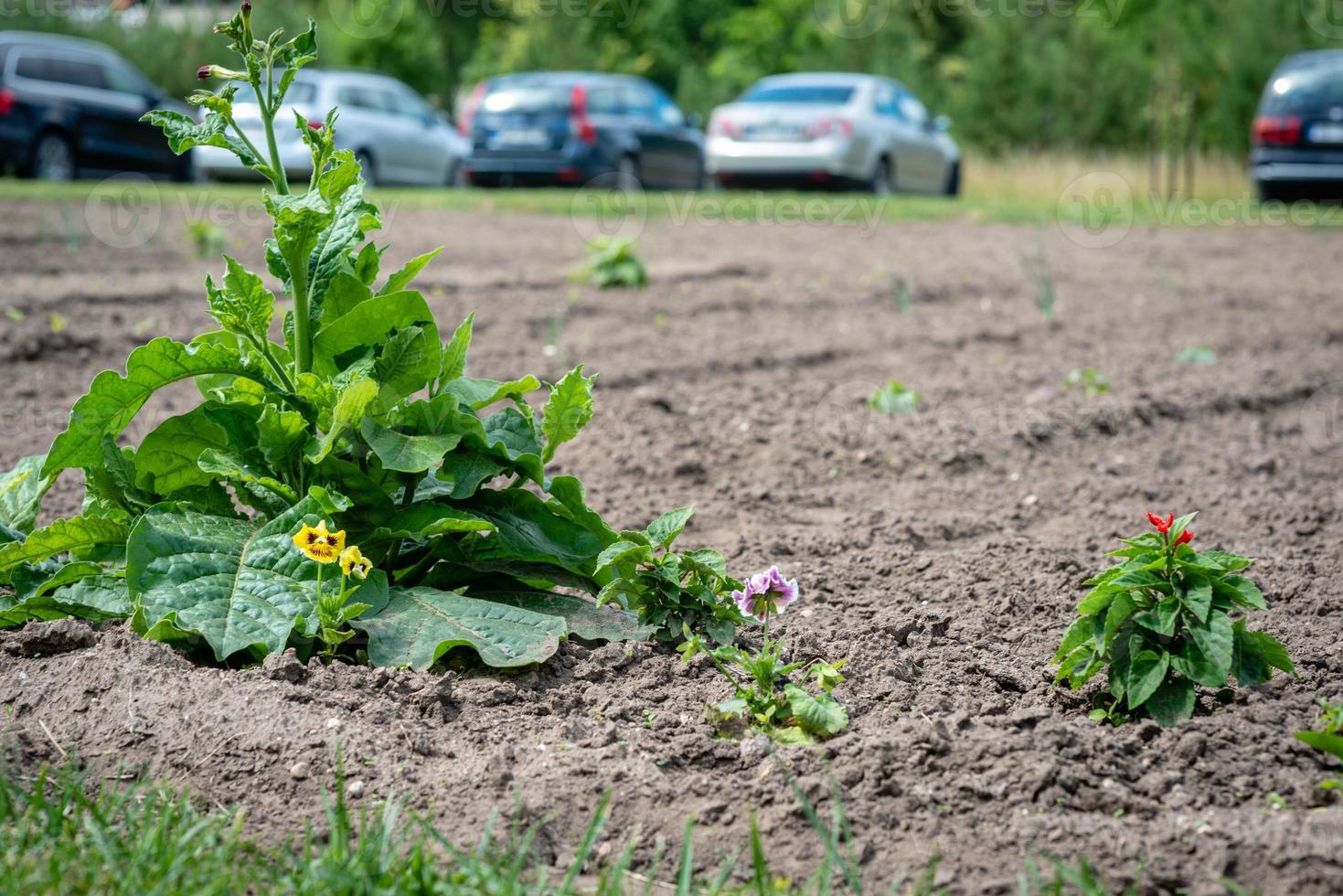 campo con auto sullo sfondo foto