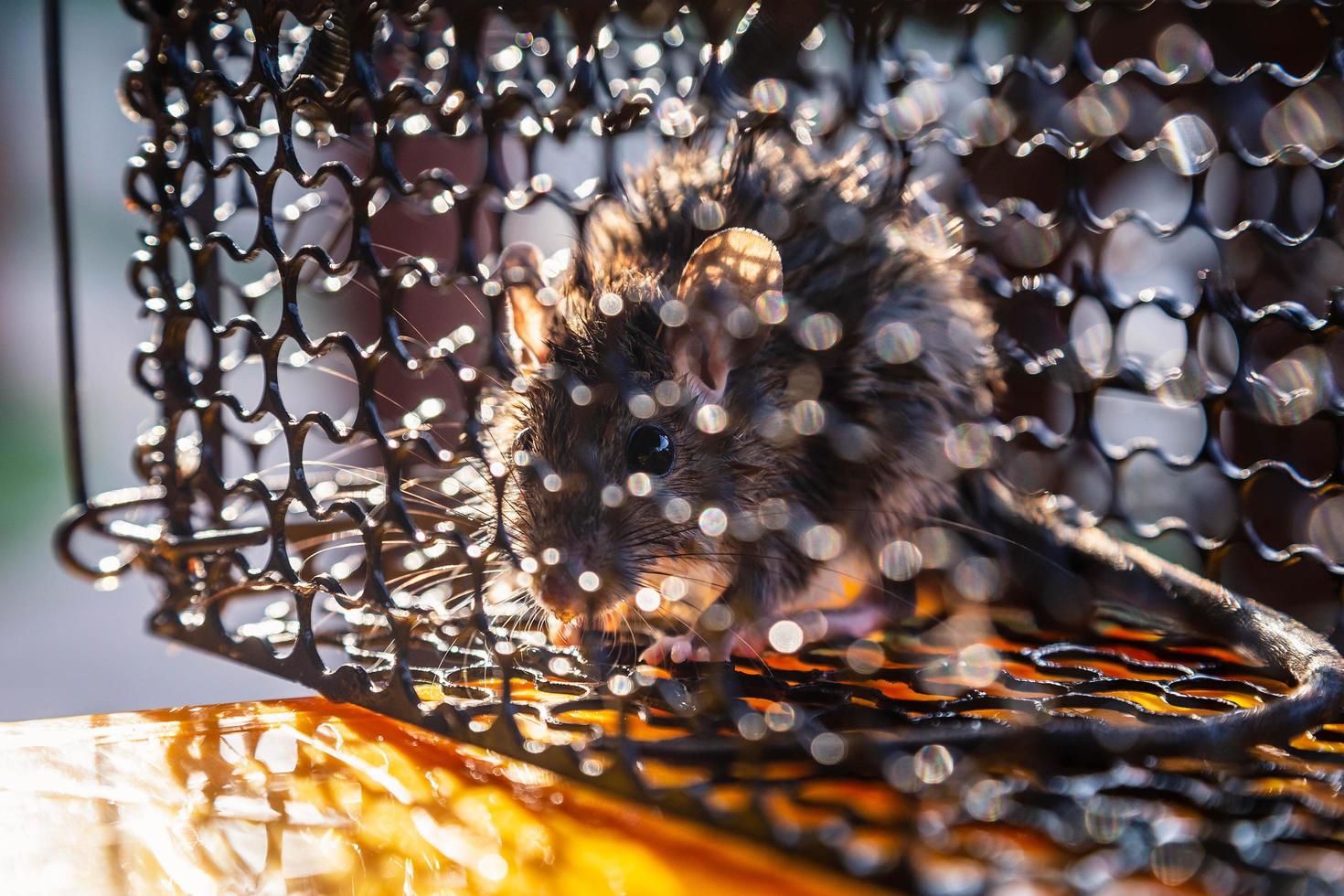 un topo intrappolato in una gabbia che è una trappola per topi. foto