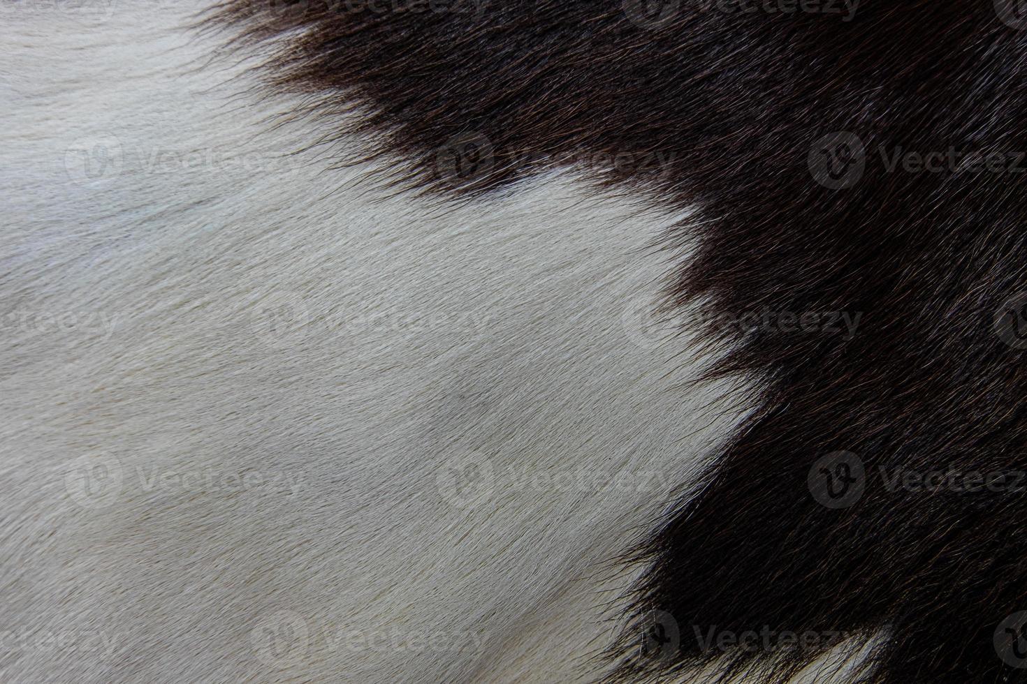 cappotto di pelle di mucca marrone con pelliccia macchie bianche e marroni nere foto