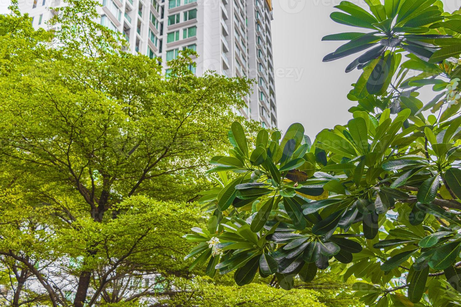 pioggia e tempesta su alberi piante grattacieli a bangkok in thailandia. foto