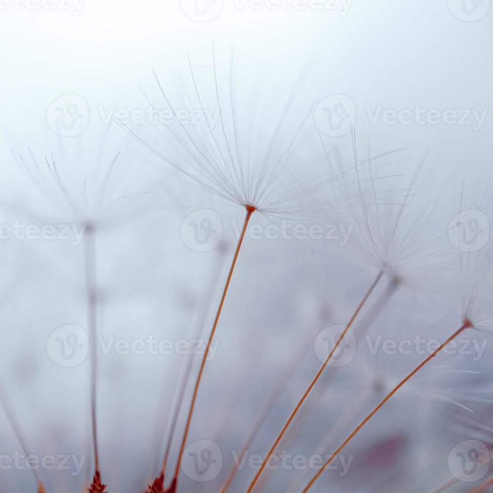 romantico fiore di tarassaco in primavera, macro semi di tarassaco foto