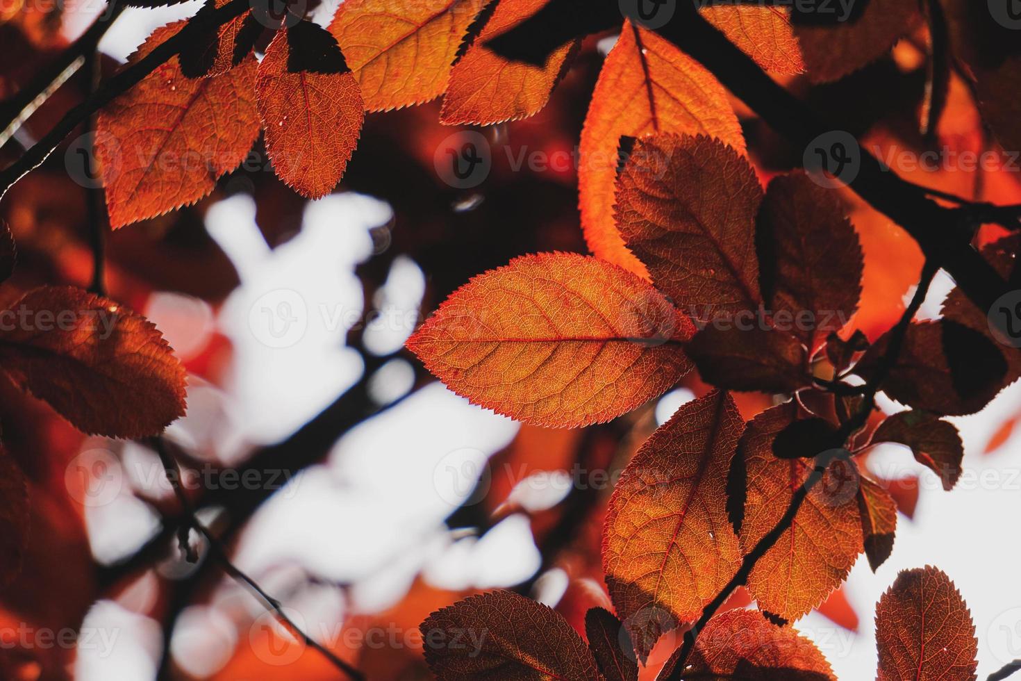 foglie rosse dell'albero nella natura nella stagione autunnale, sfondo rosso foto