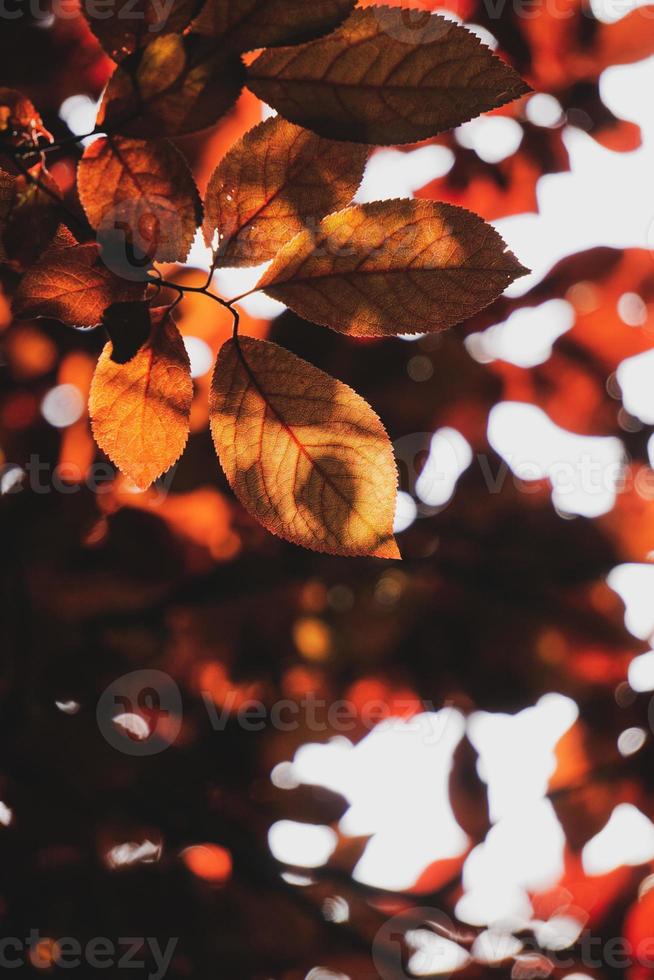 foglie rosse dell'albero nella natura nella stagione autunnale, sfondo rosso foto