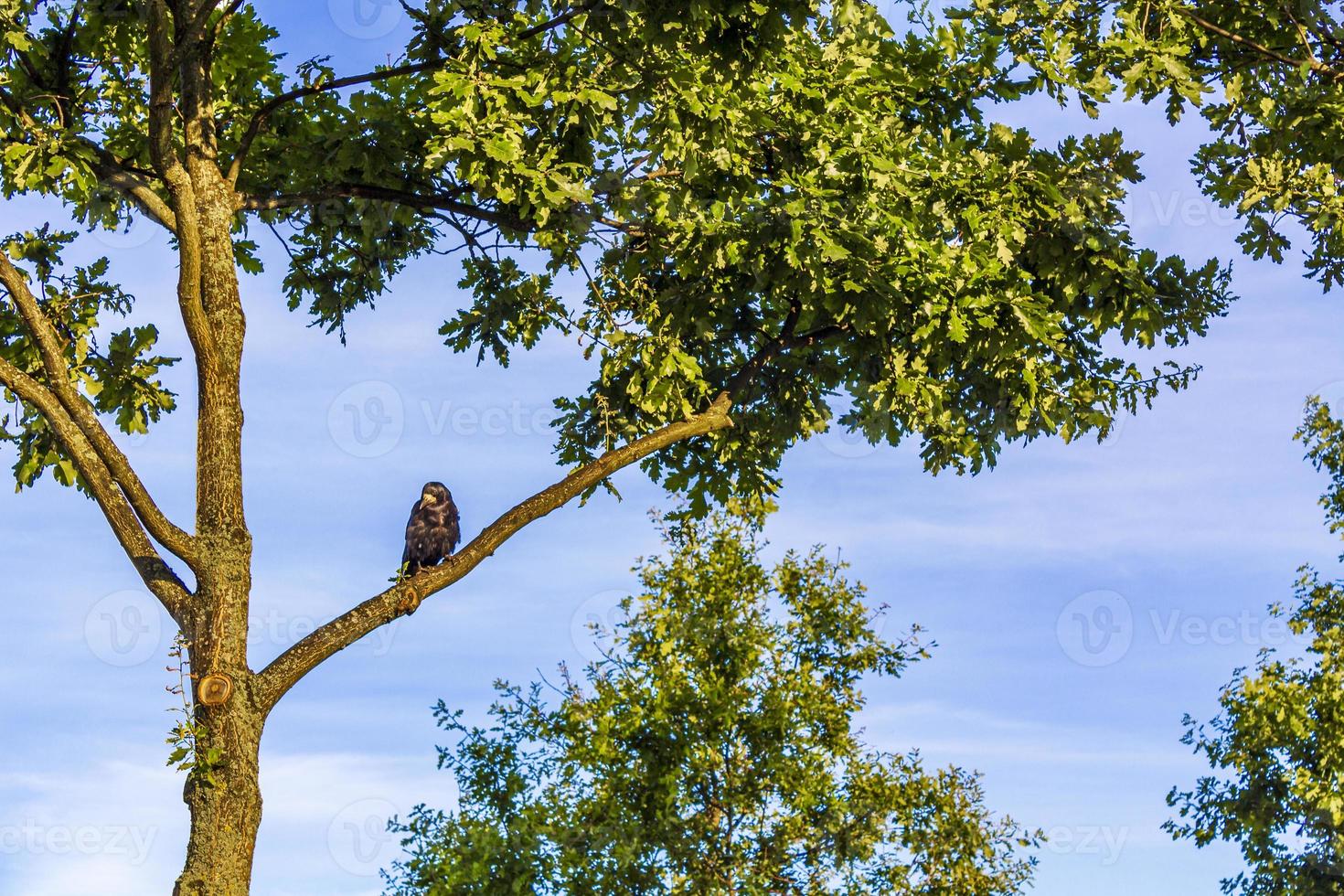 uccello corvo merlo seduto sul ramo all'alba in Svezia. foto