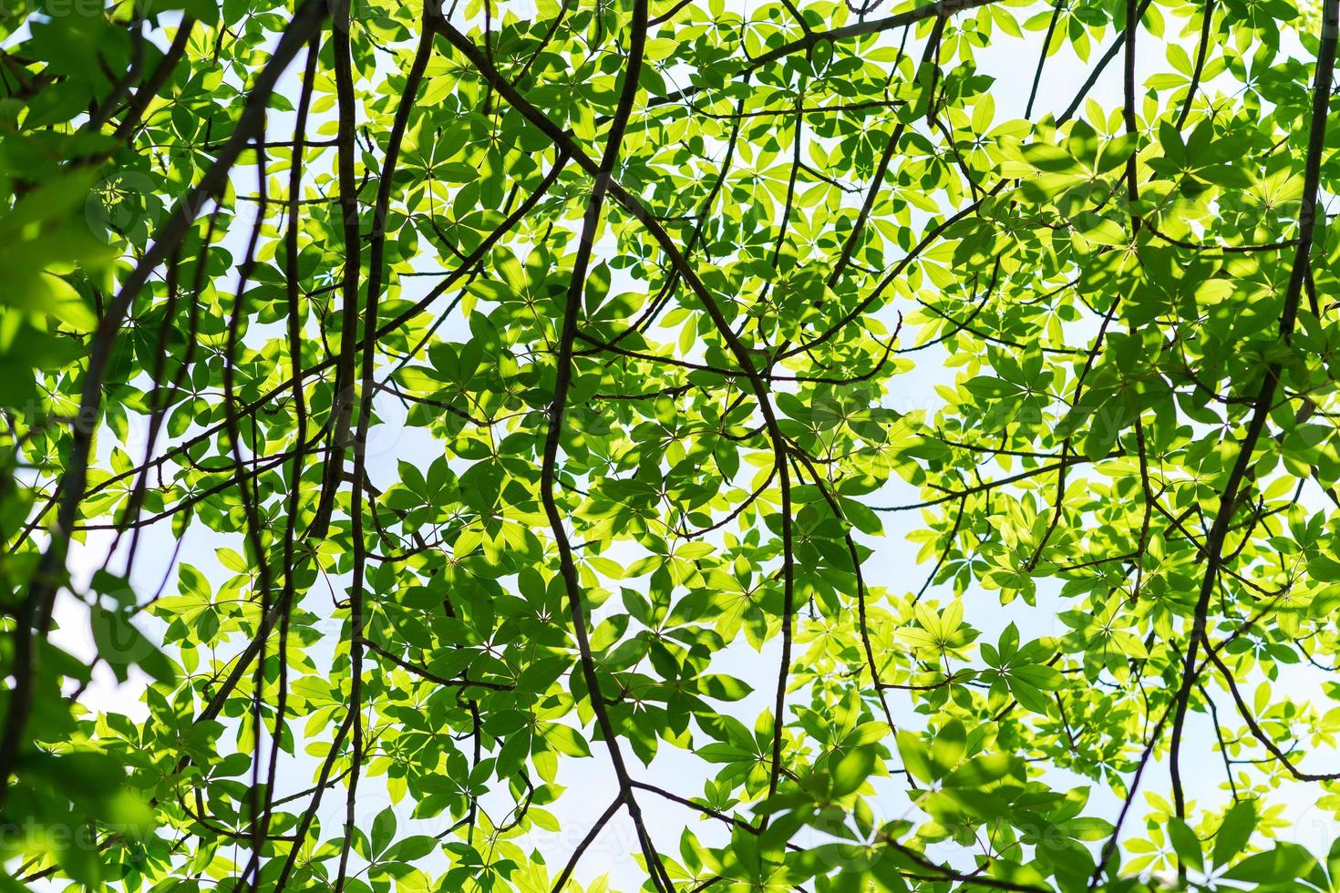 rami di alberi sfondo verde foto