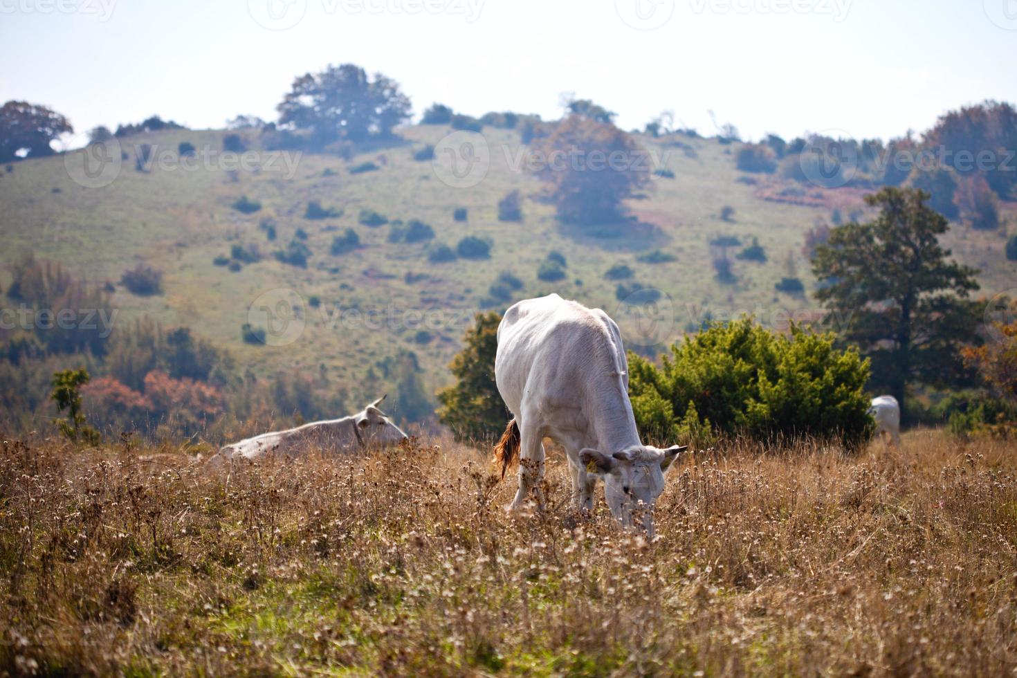 vista della mucca sull'erba al prato foto