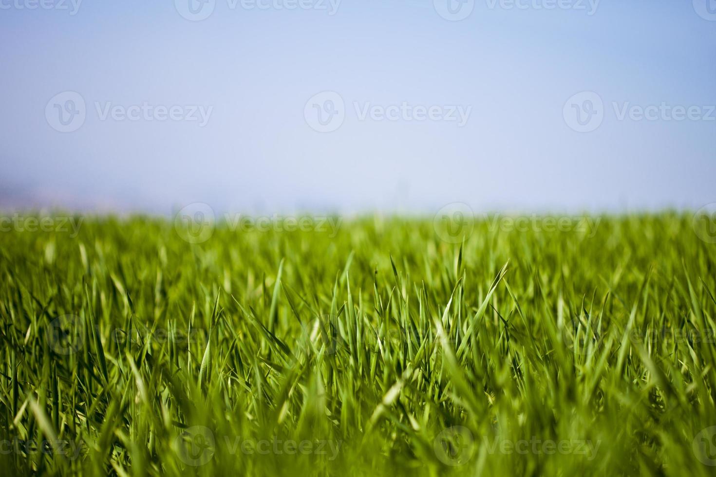 campo di erba verde e cielo foto