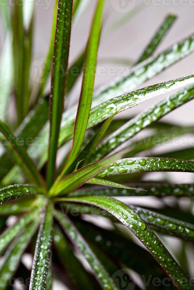 dracena marginata con gocce d'acqua foto