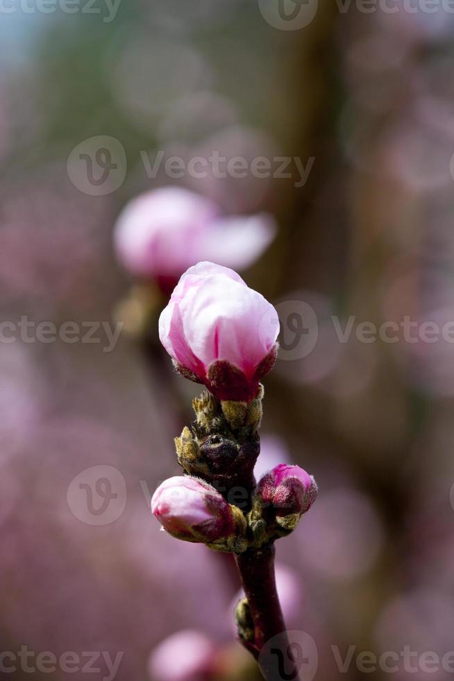 fiori primaverili, fiori di pesco rosa foto