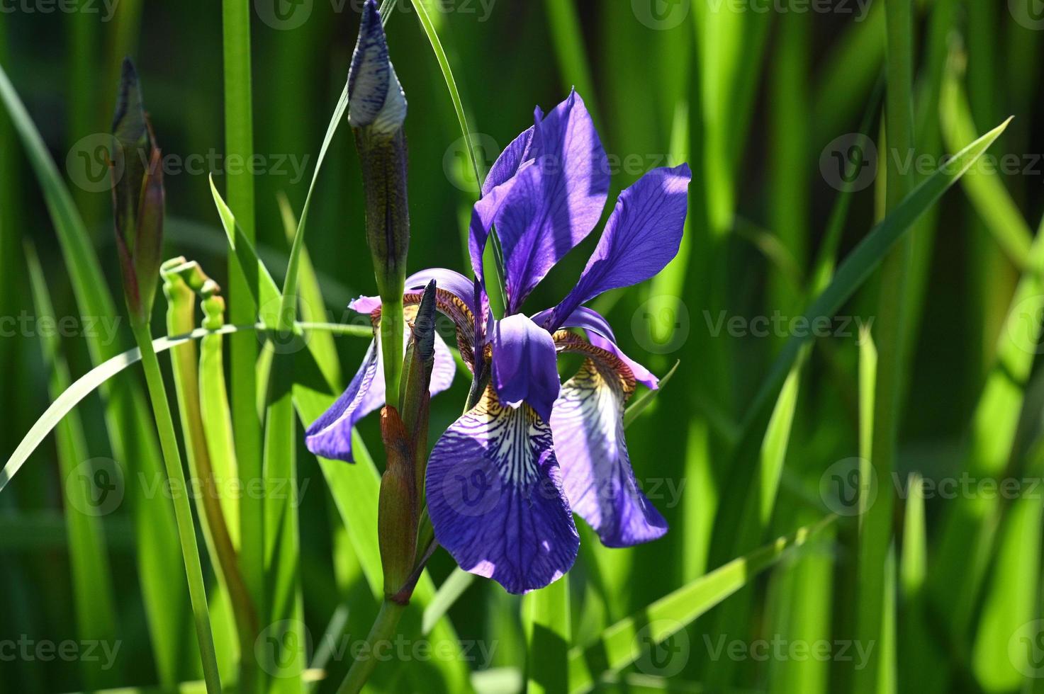 iris blu brillante tra le foglie verdi foto