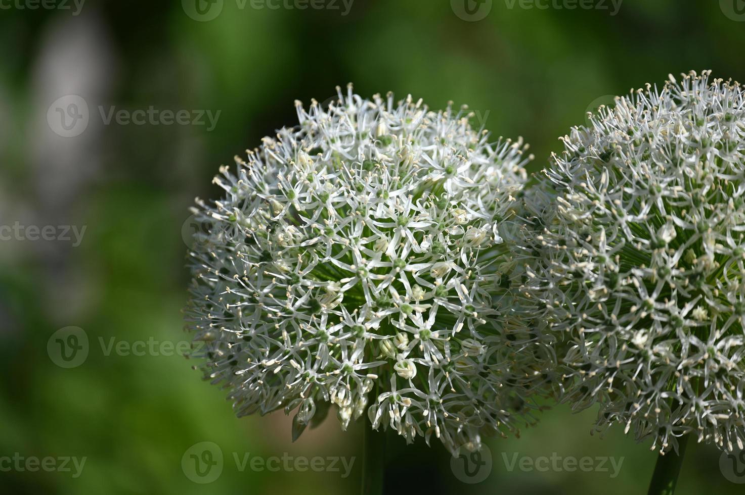 infiorescenze di aglio ornamentale bianco foto