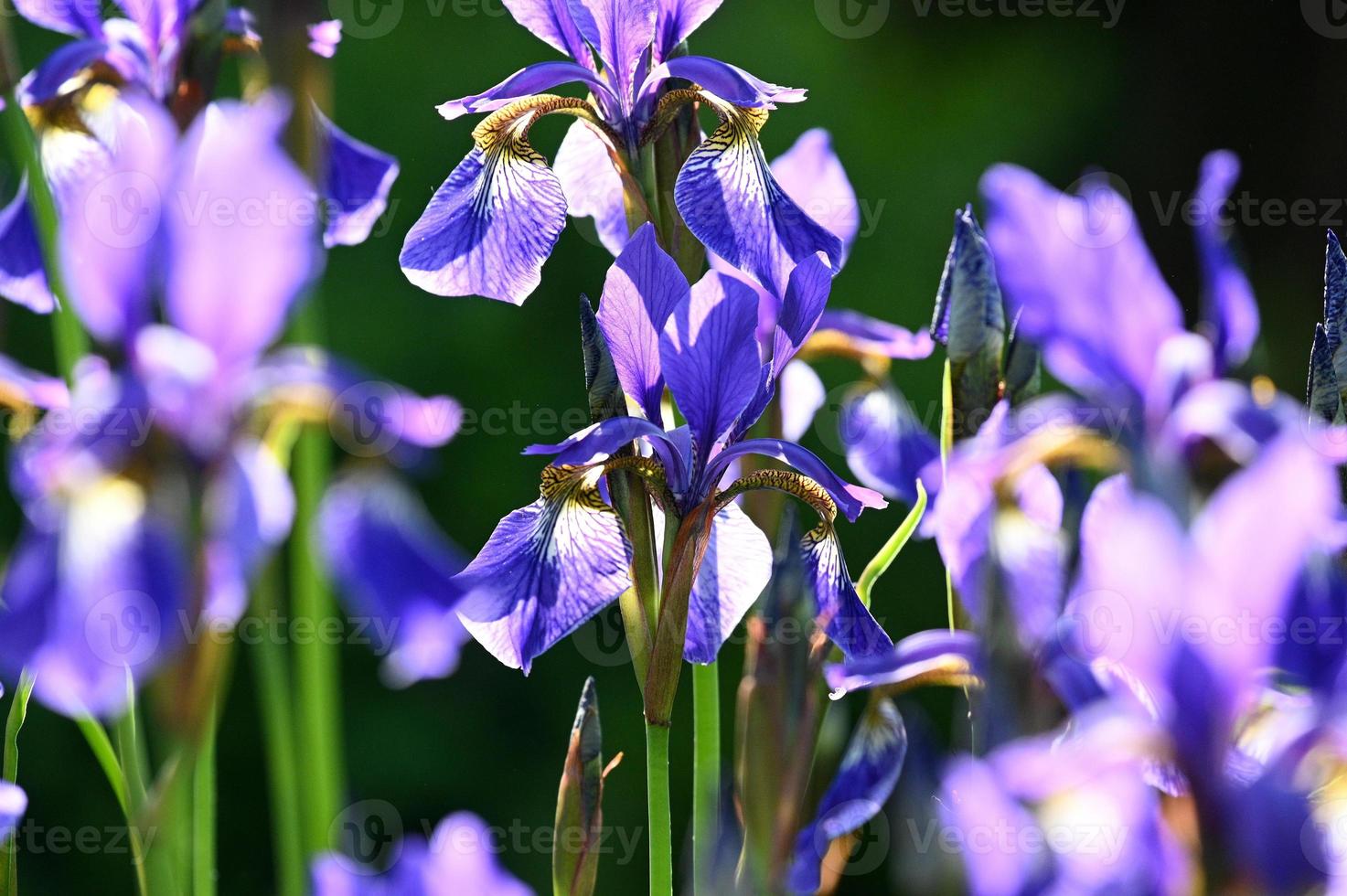iris blu brillante a fiore piccolo foto