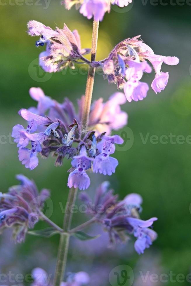 fiori blu di un'erba perenne foto