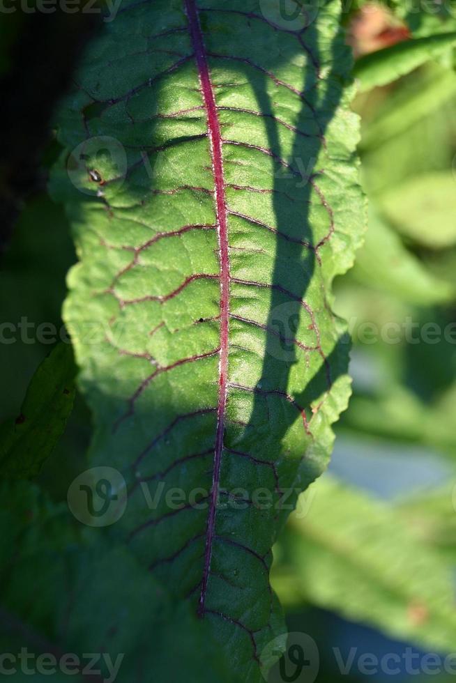 foglia verde con venature rosse foto