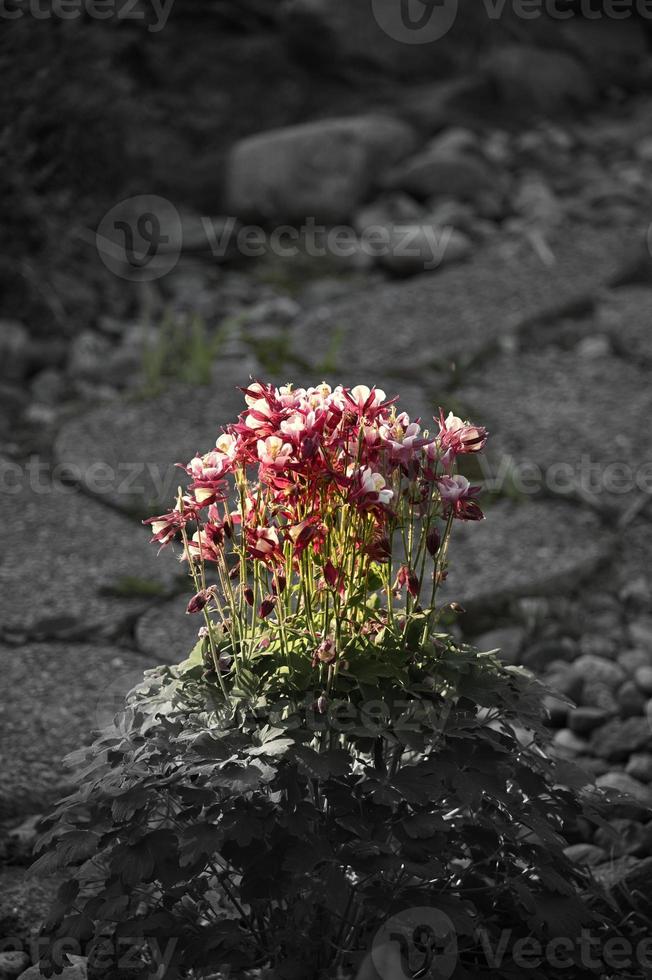 ceppo di fiori perenni sul sentiero foto