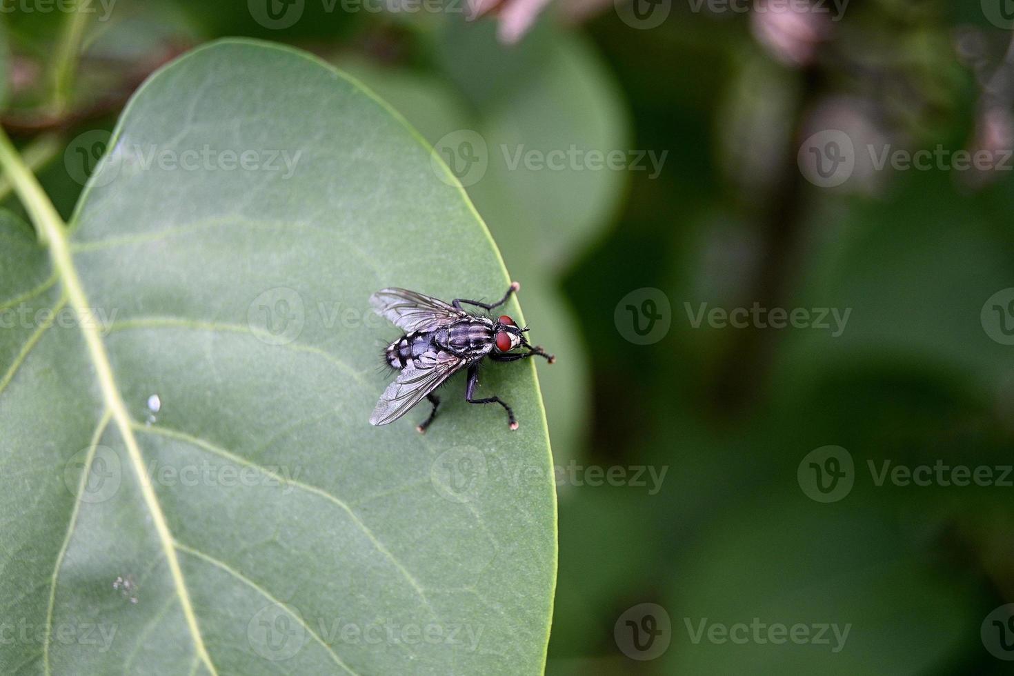 una mosca grigia atterra sul bordo di una foglia verde foto