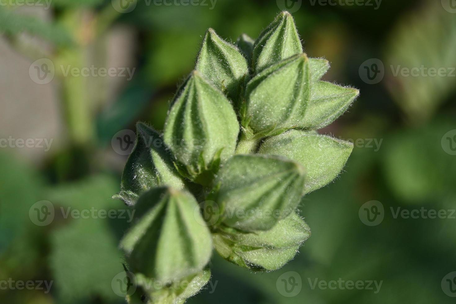 boccioli di rose verdi perenni su uno stelo verticale foto