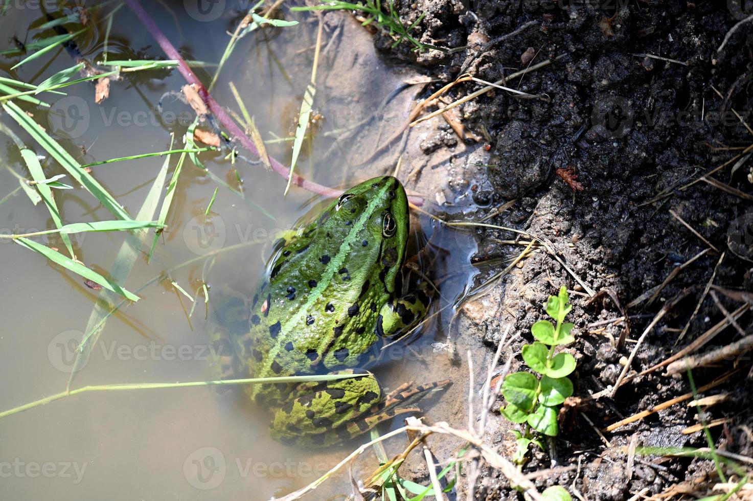 una grande rana verde con puntini neri foto