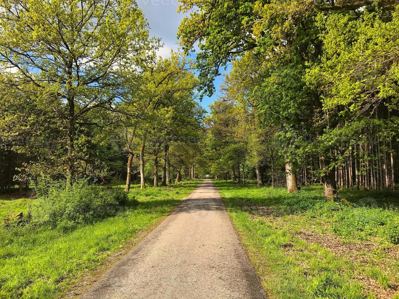 punto di fuga di una pista ciclabile nel mezzo di una foresta tedesca foto