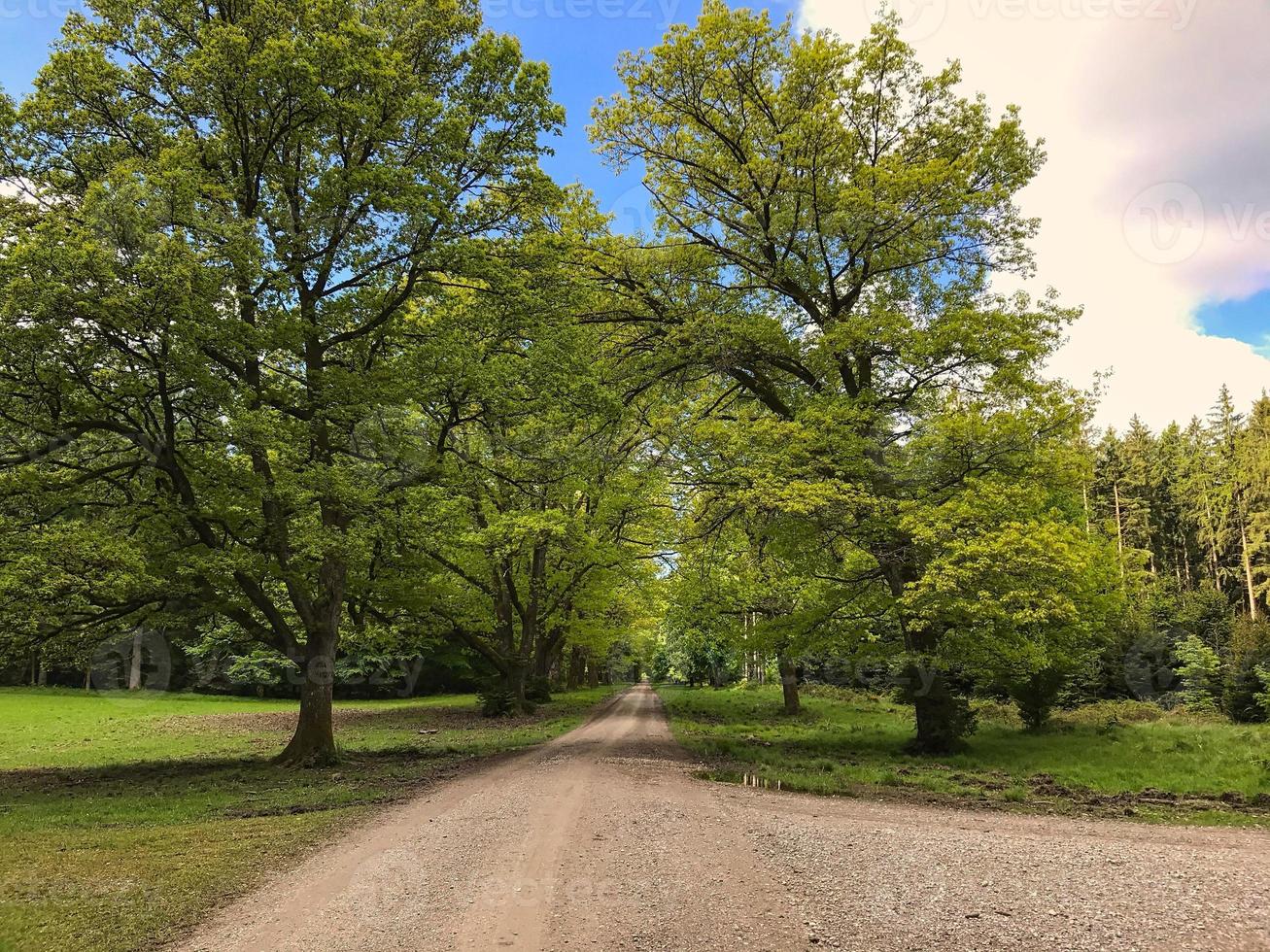 punto di fuga di una pista ciclabile nel mezzo di una foresta tedesca foto