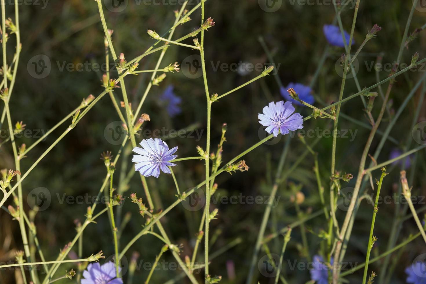 foto di primavera di fiori di campo viola