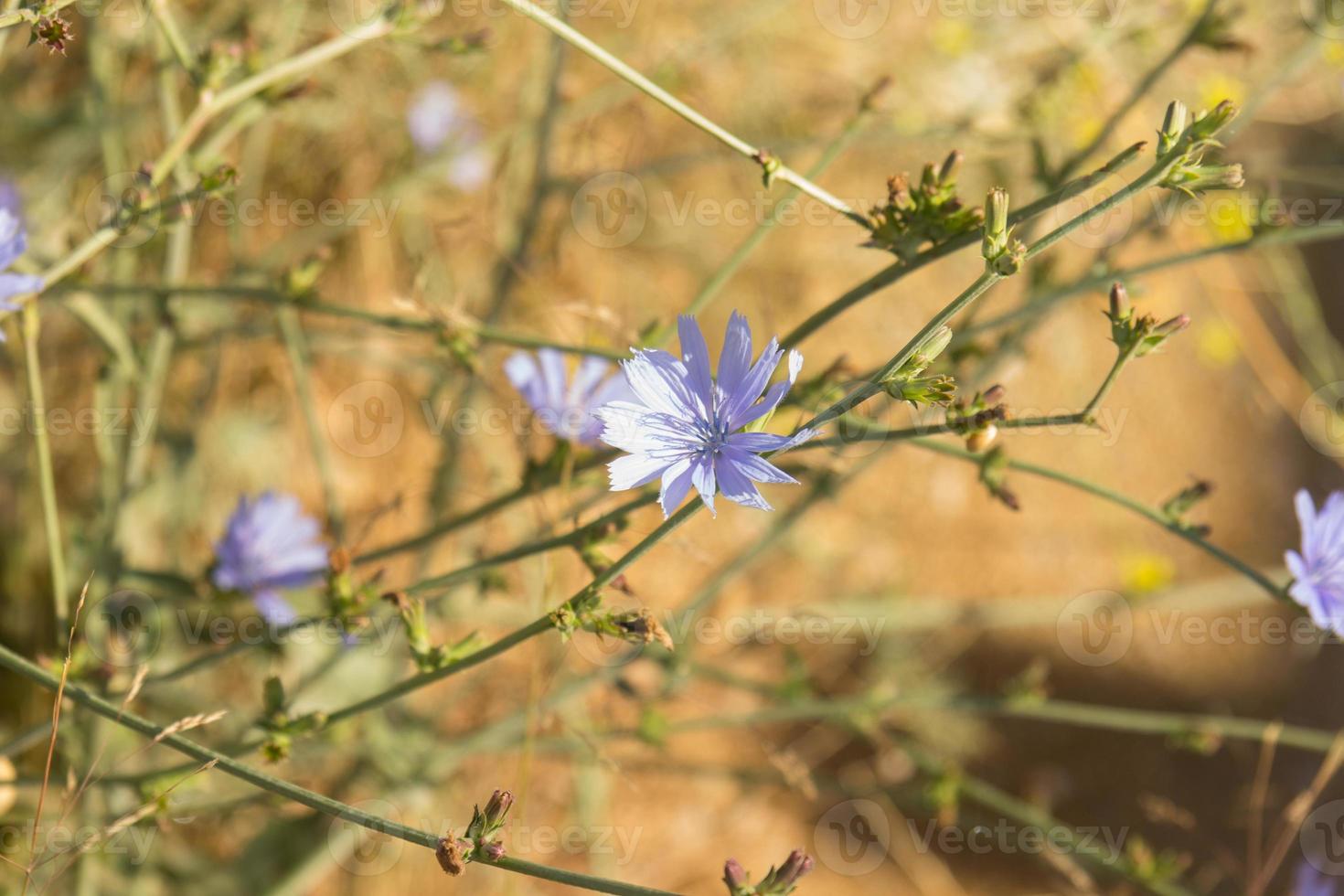 foto di primavera di fiori di campo viola