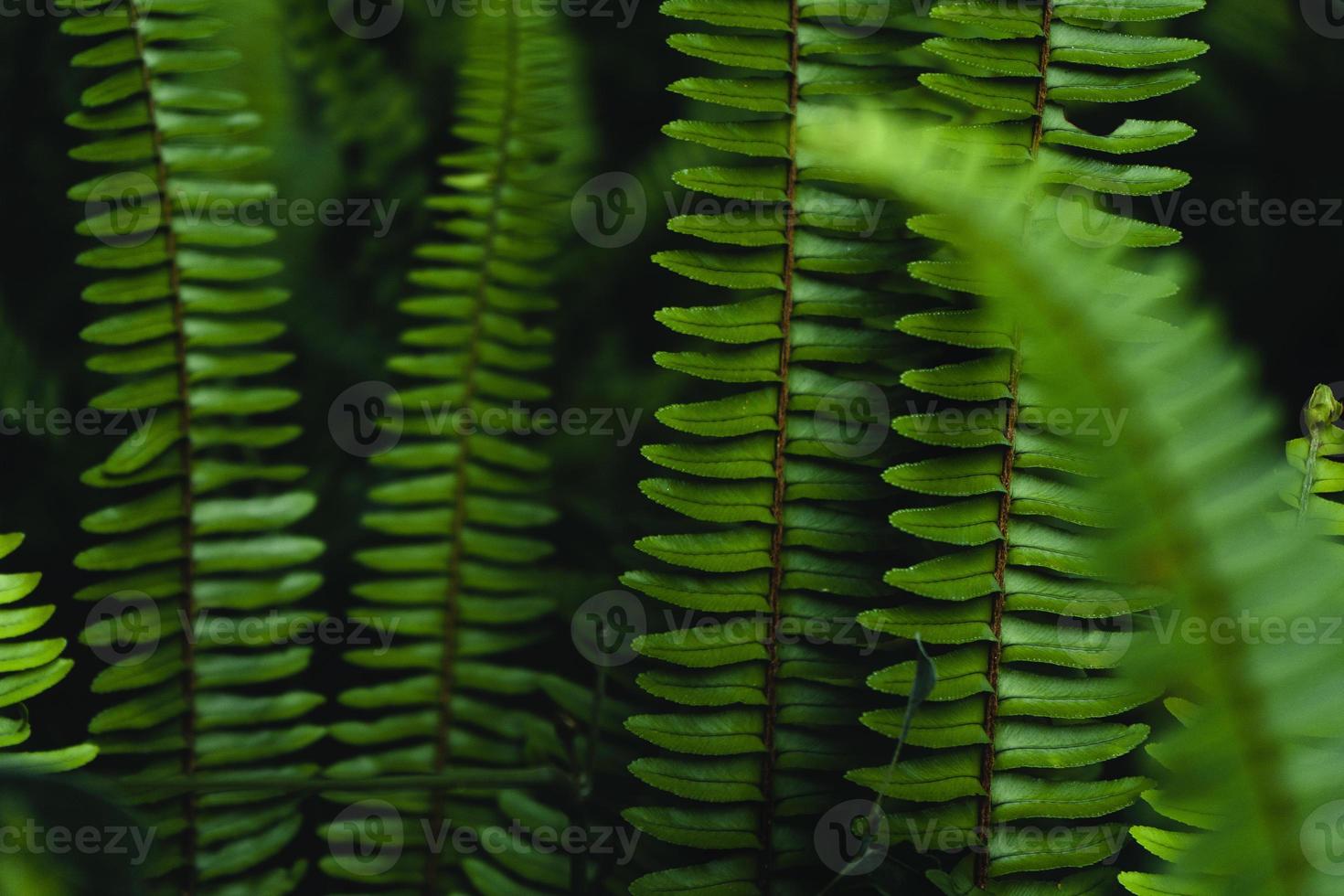 sfondo di foglie di felce in natura foto