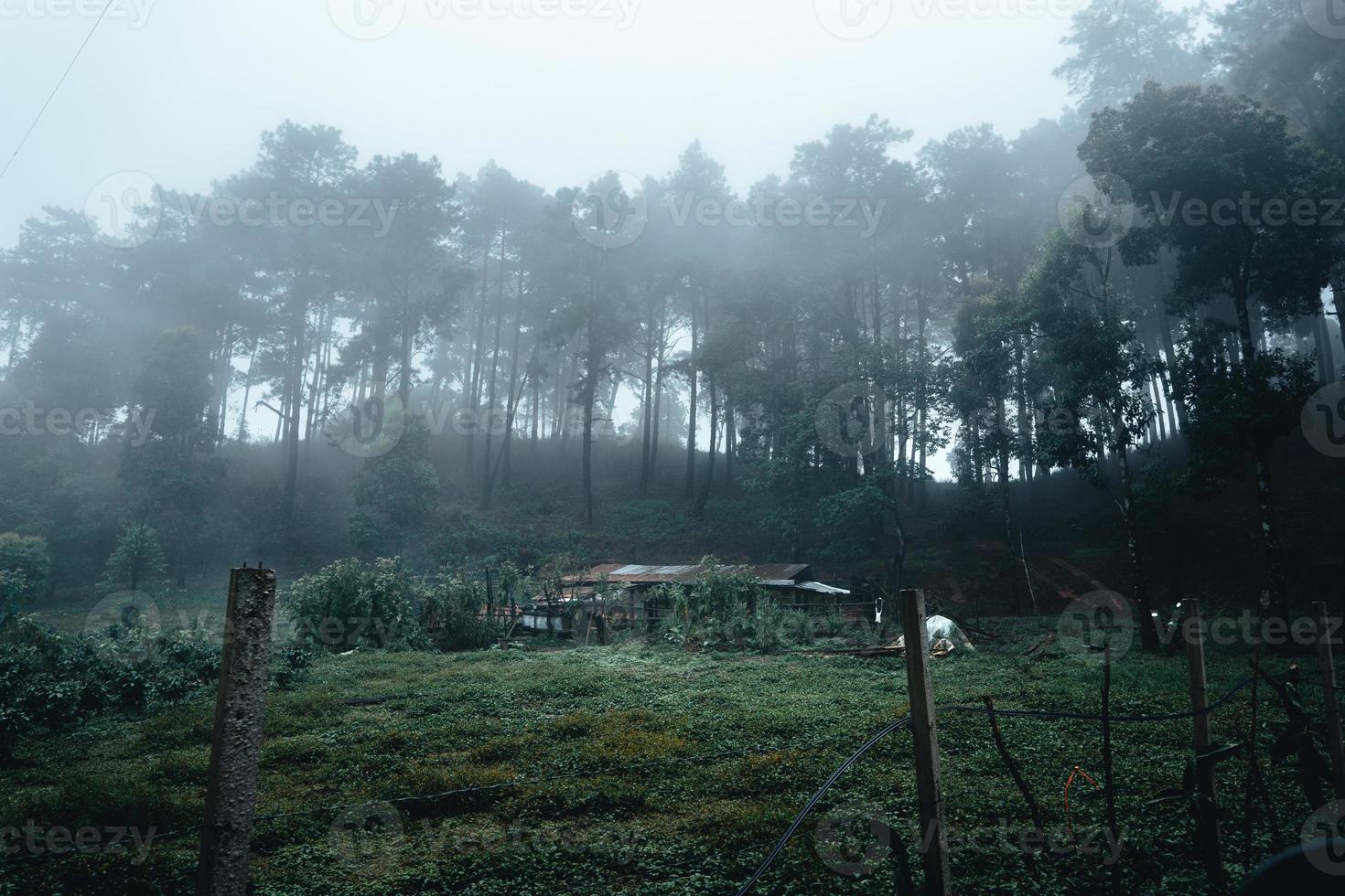 alberi nella nebbia, foresta di paesaggio selvaggio con alberi di pino foto