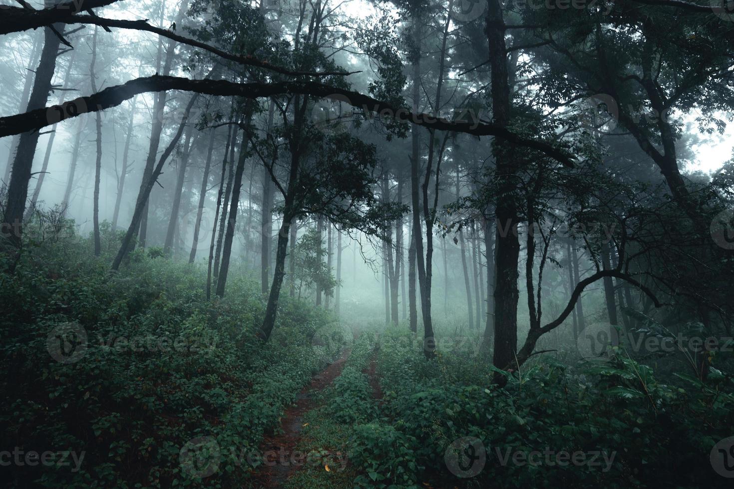 alberi nella nebbia, foresta di paesaggio selvaggio con alberi di pino foto