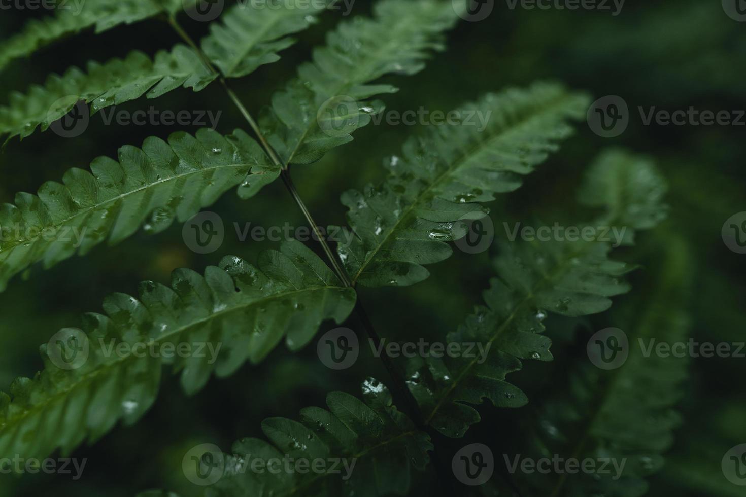 primo piano di foglie verde scuro foto