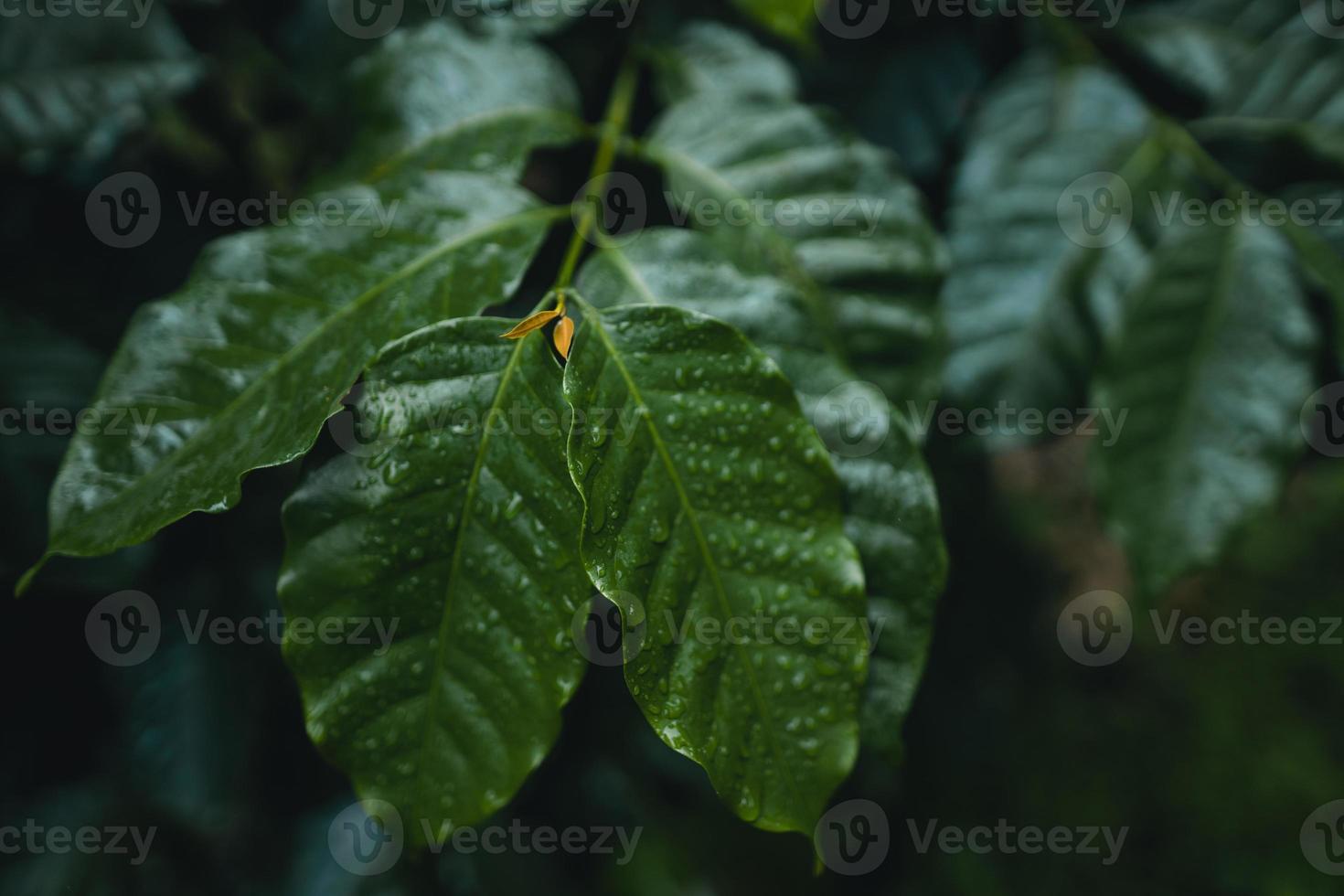 piantagione di caffè nella foresta tropicale foto