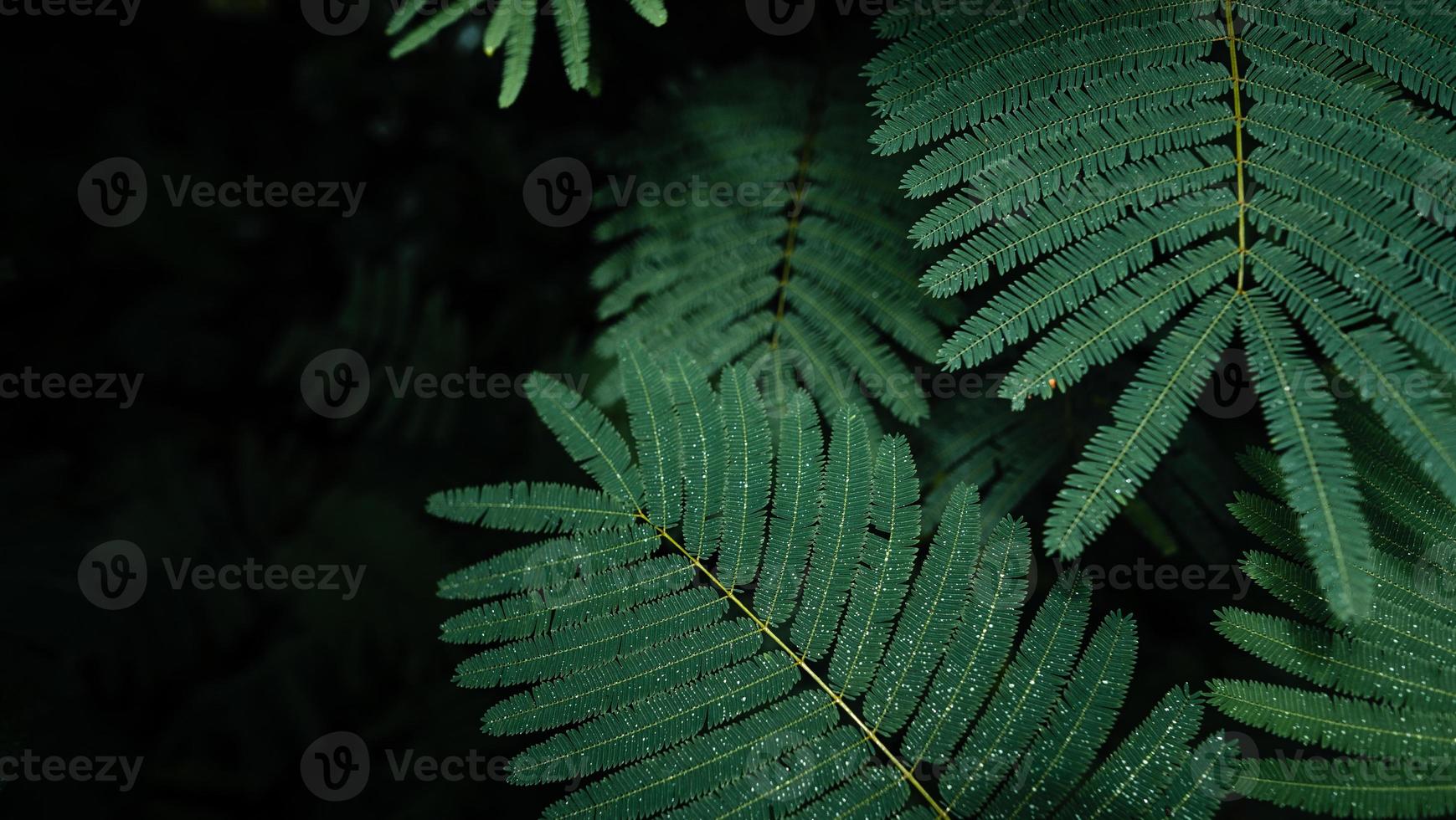 foglie verde scuro nella stagione delle piogge foto