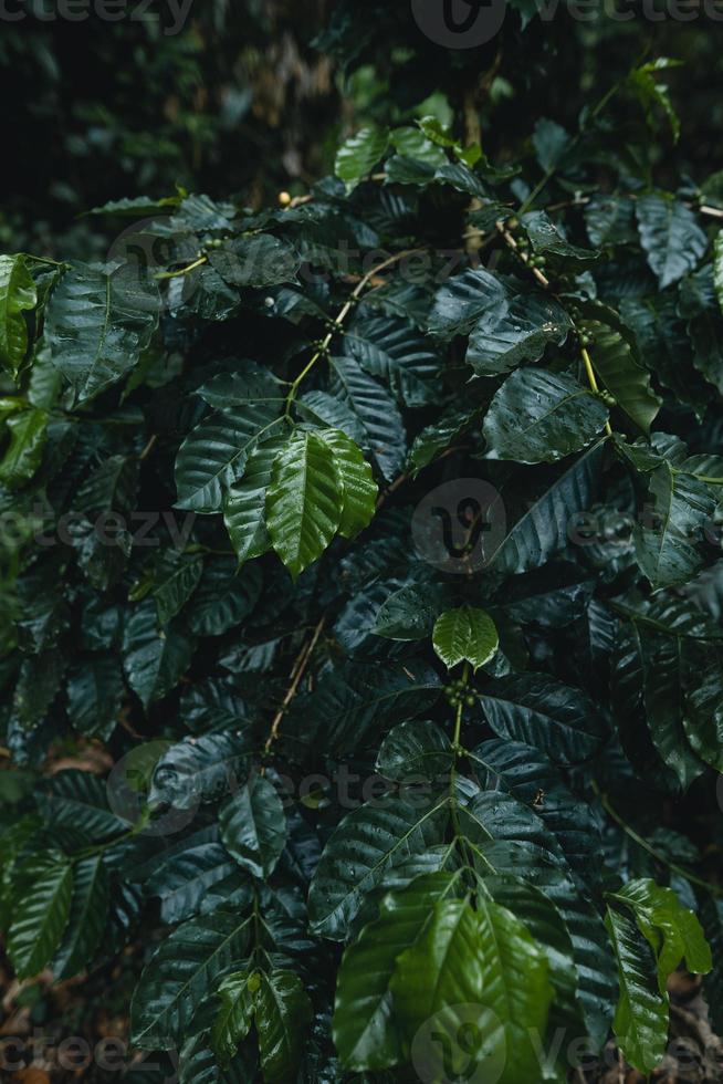 piantagione di caffè nella foresta tropicale foto