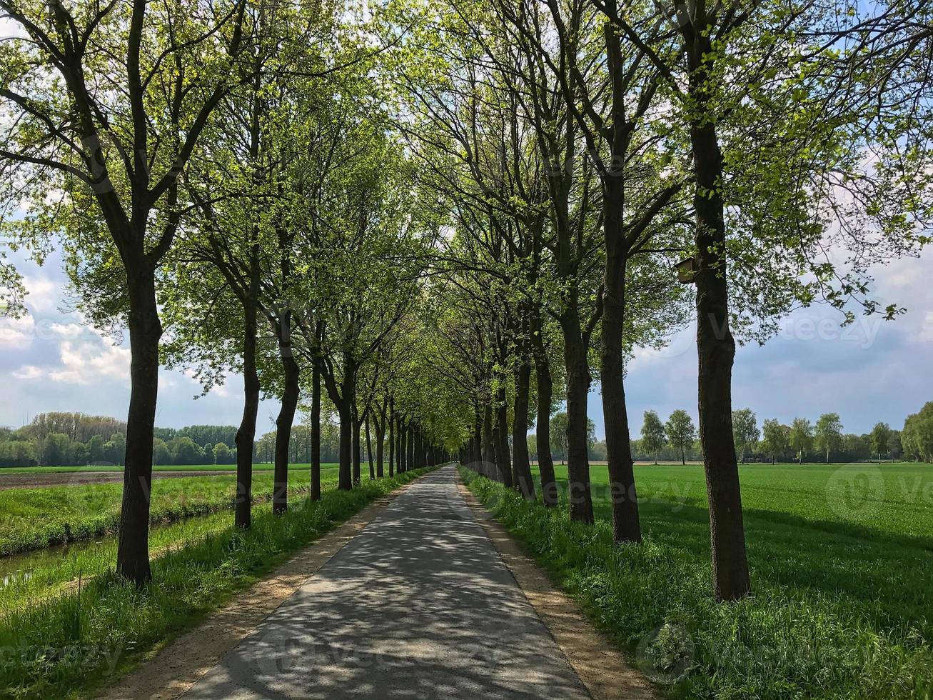 punto di fuga di una pista ciclabile nel mezzo di una foresta tedesca foto