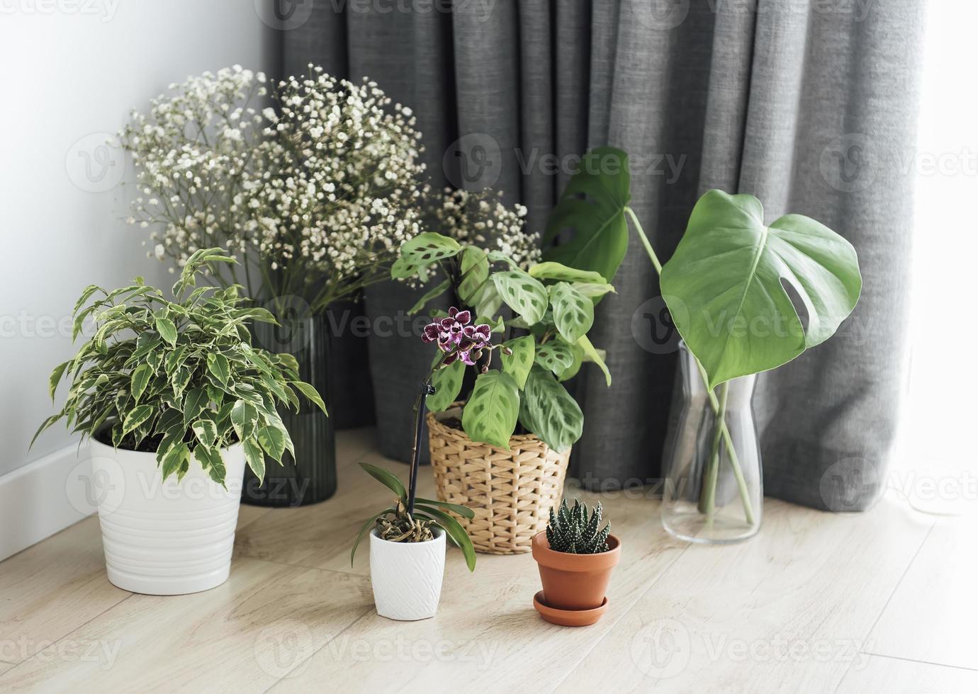 diverse piante da appartamento sul pavimento foto