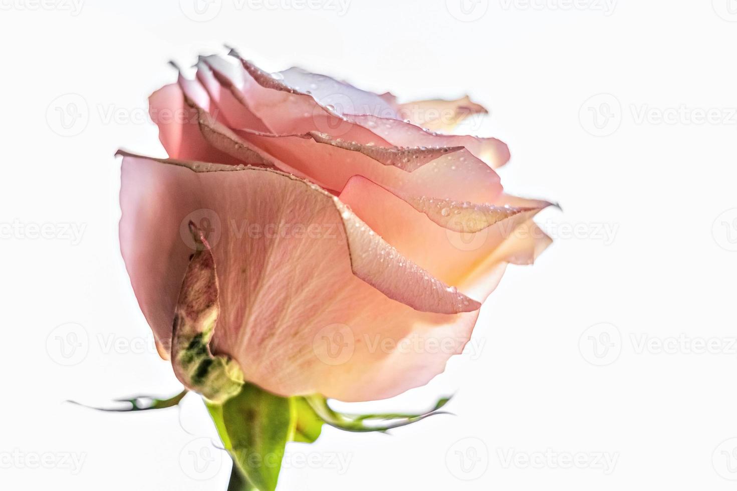 rosa rosa fiore close-up.il concetto di san valentino, compleanno, giornata internazionale della donna. foto