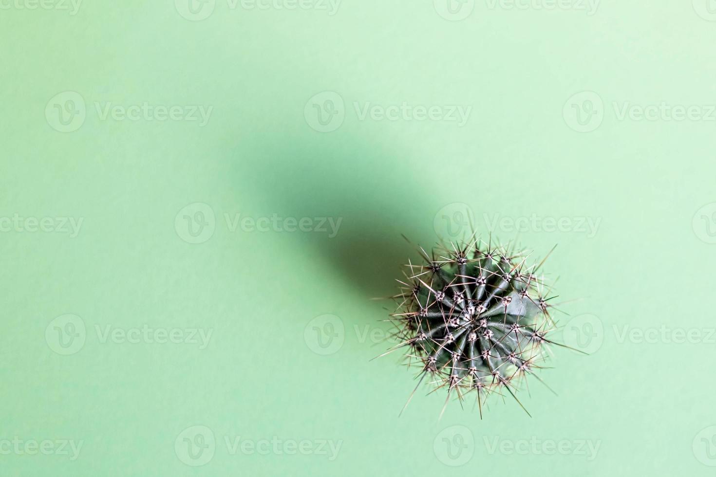 sfondo da un cactus su uno sfondo verde. struttura della pianta con spine foto