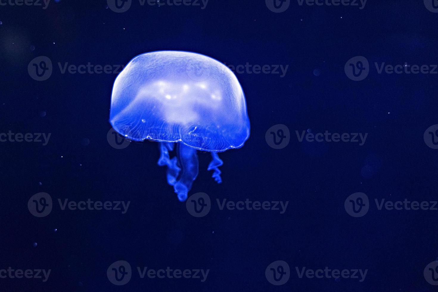 sfondo di bellissime meduse al neon blu. acquario foto