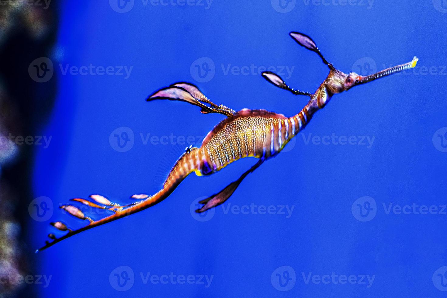 cavalluccio marino phyllopteryx taeniolatus. osservazione degli abitanti delle barriere coralline in acquario foto